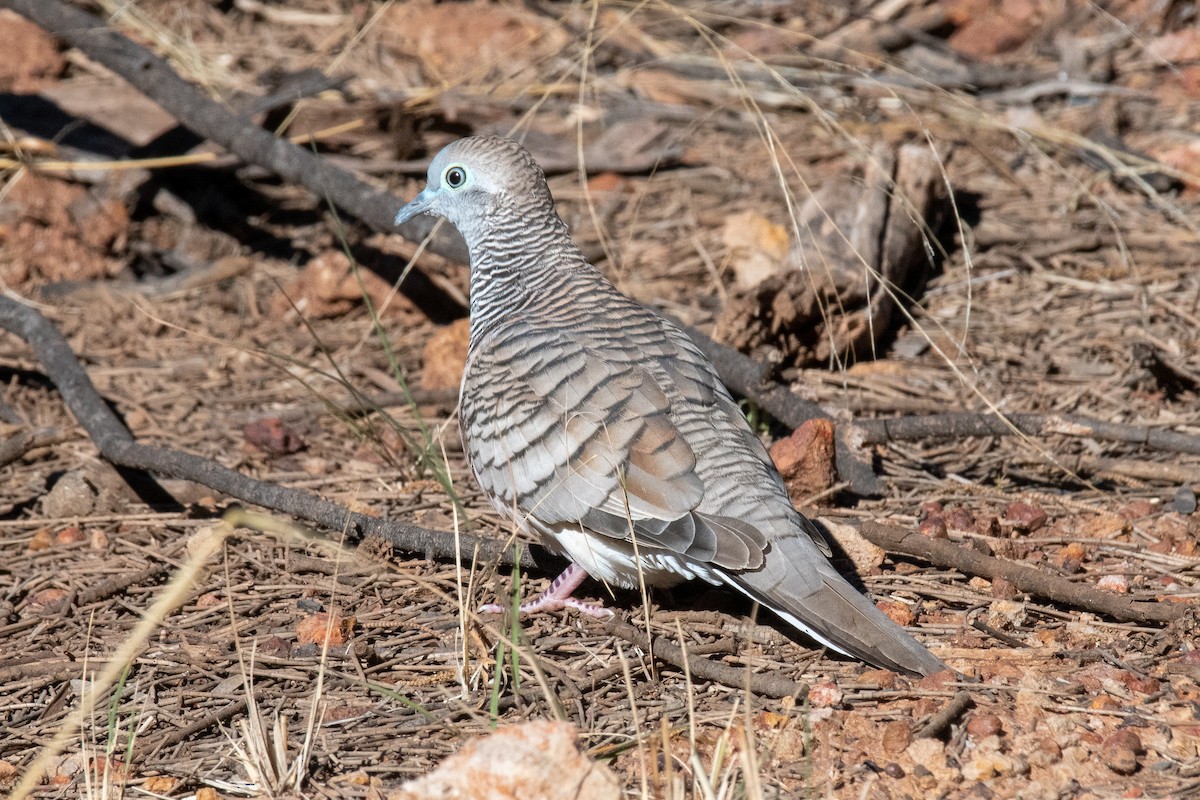 Peaceful Dove - David King