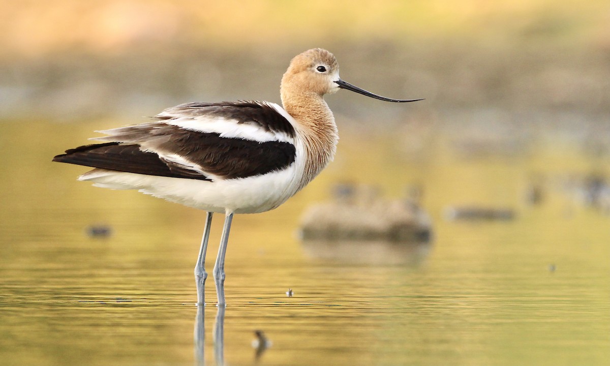 American Avocet - ML352981321