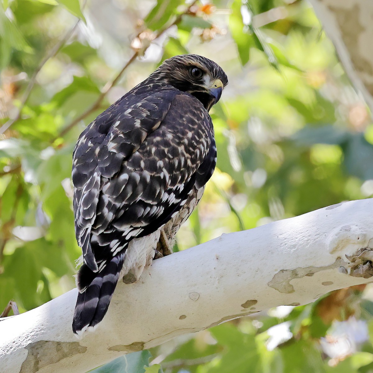 Red-shouldered Hawk - ML352982791