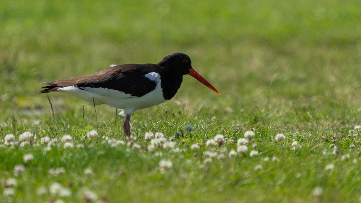 Eurasian Oystercatcher - Holger Schneider