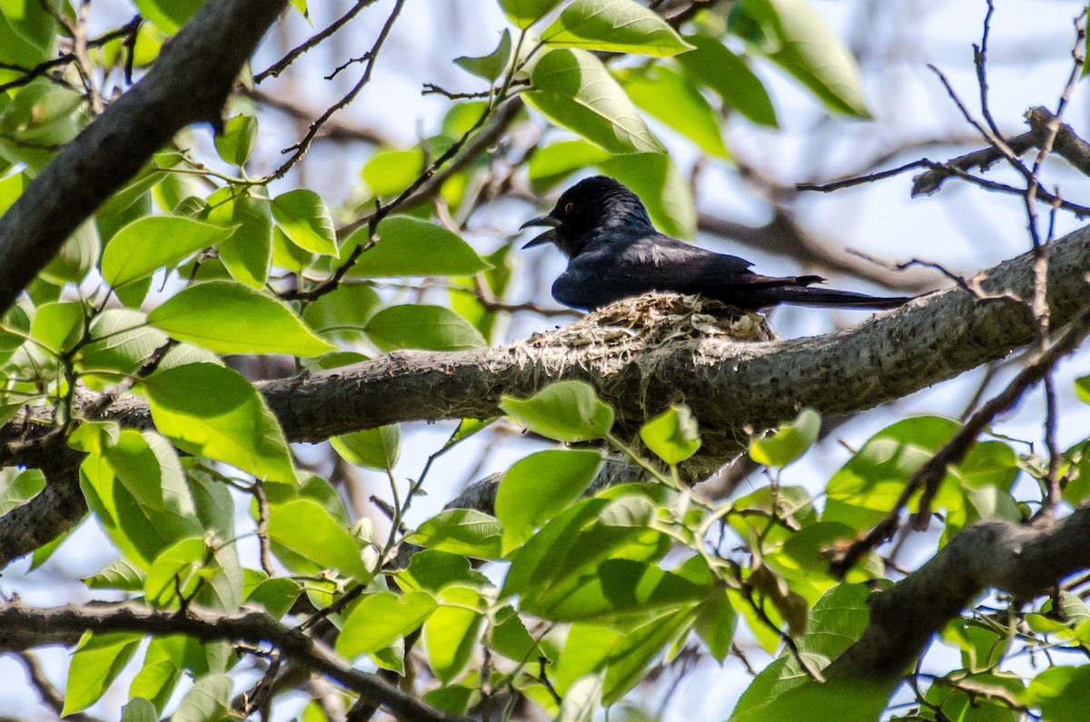 Black Drongo - ML352983221