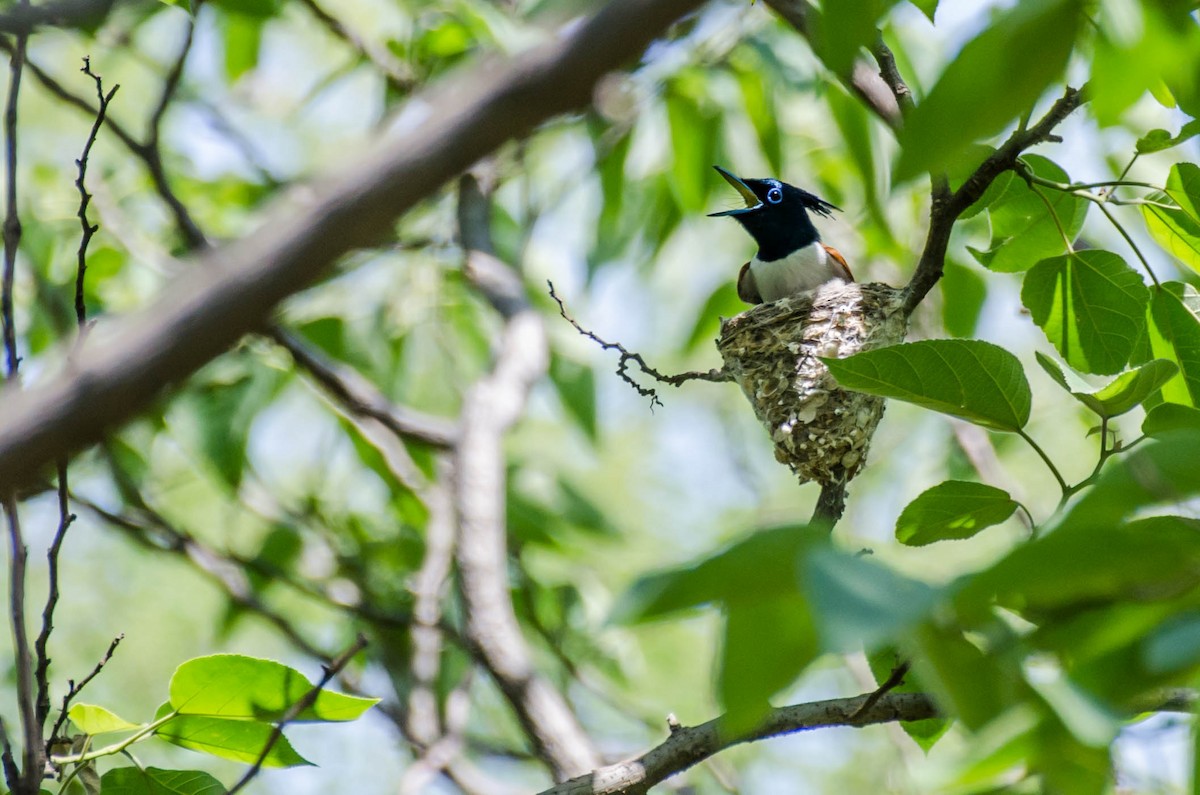 Indian Paradise-Flycatcher - ML352983251