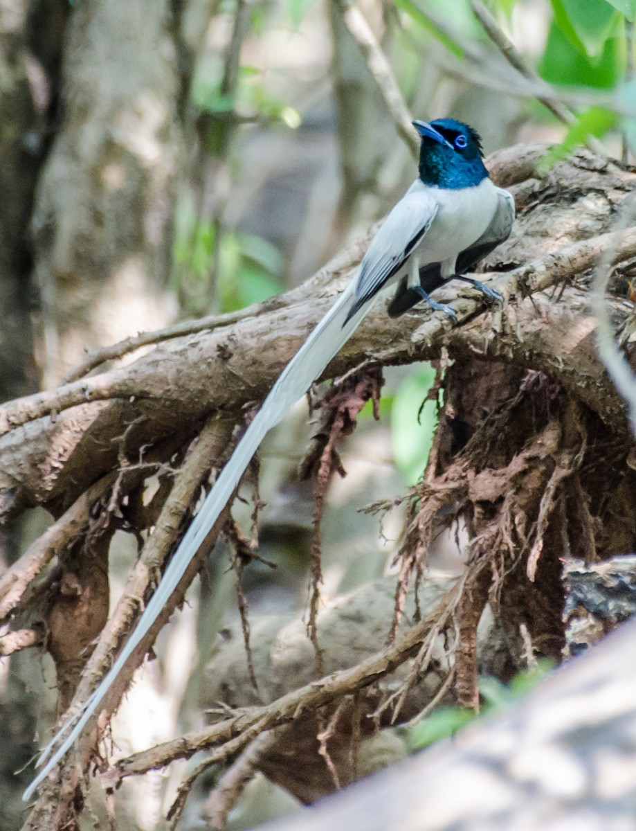 Indian Paradise-Flycatcher - ML352983261