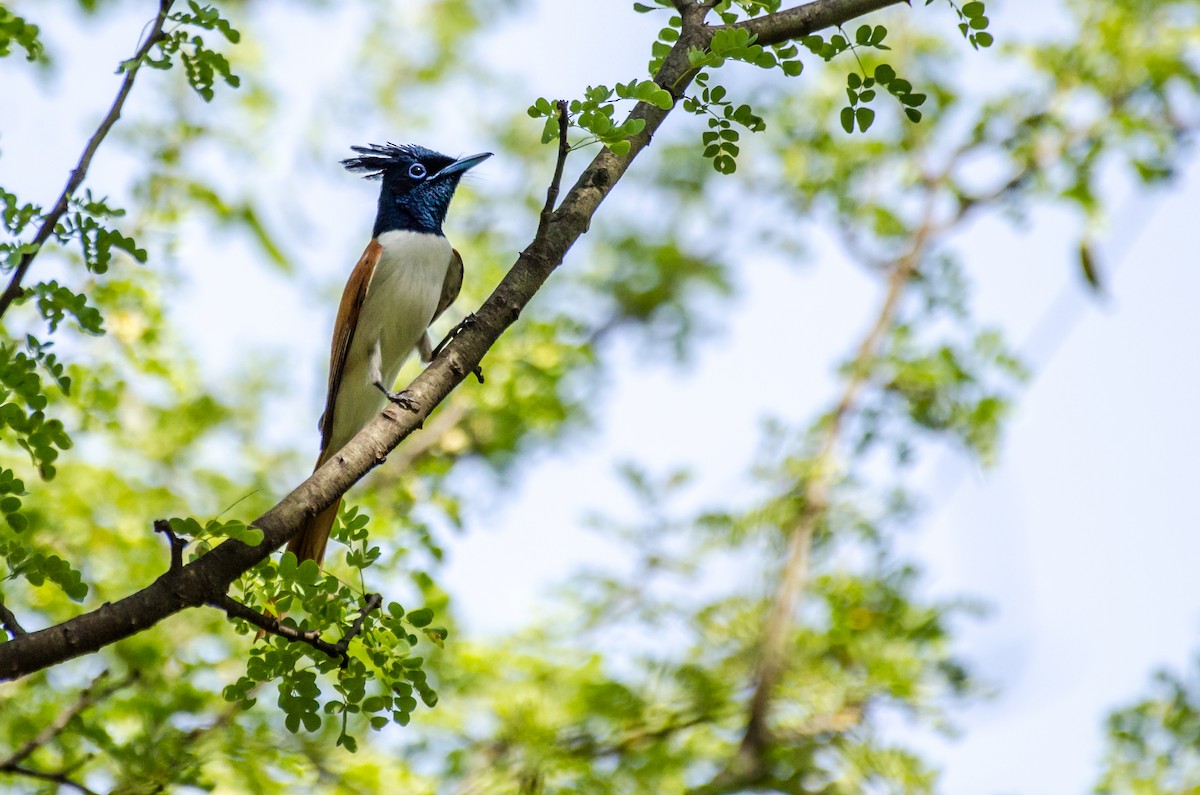 Indian Paradise-Flycatcher - ML352983301