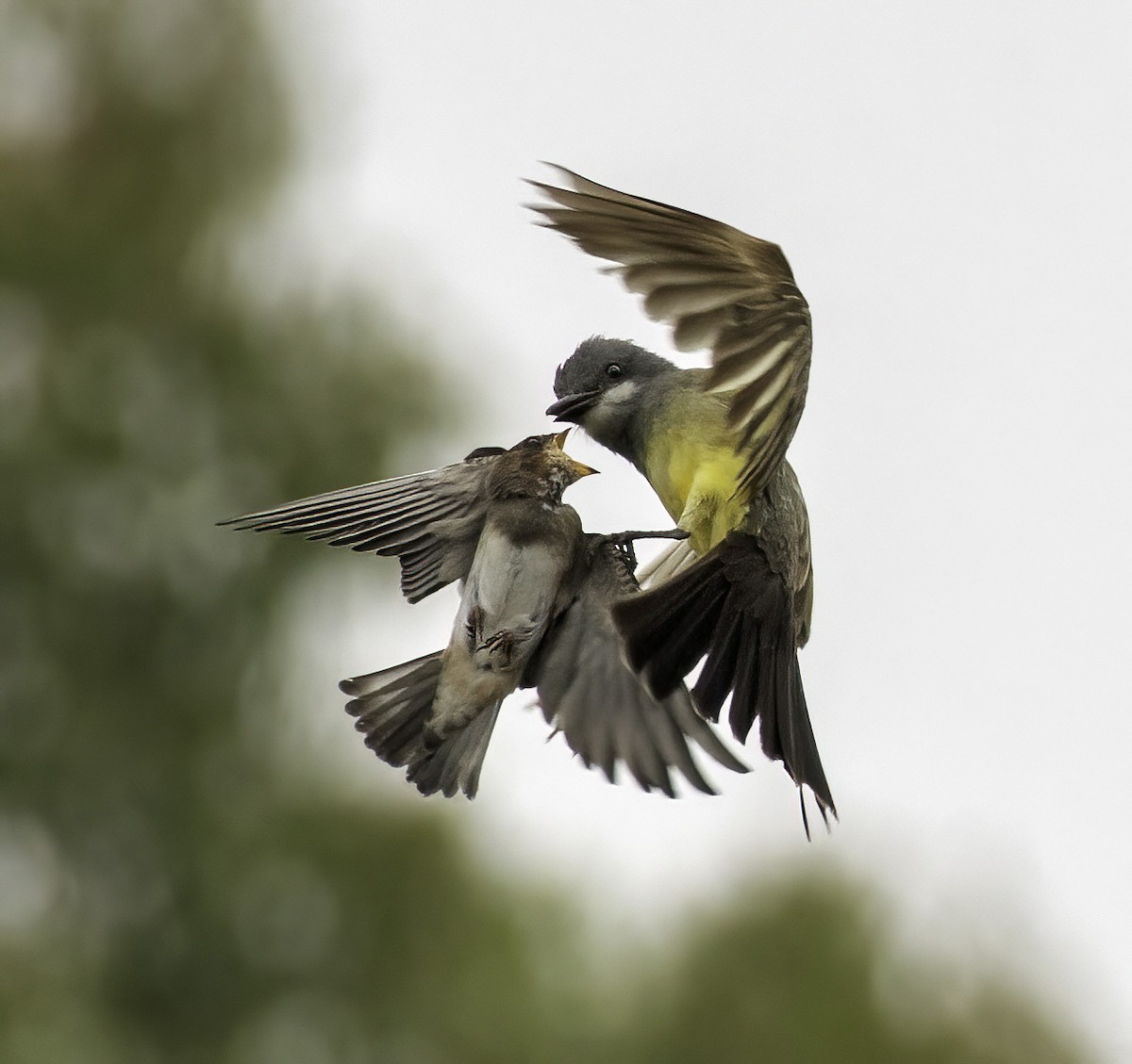 Cassin's Kingbird - Alison Davies