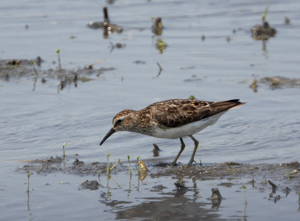 Least Sandpiper - Lisa Judge