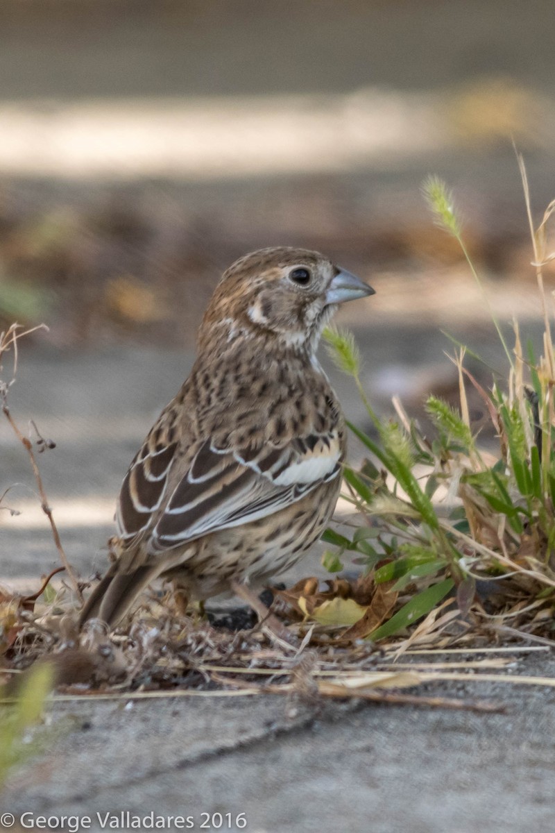 Lark Bunting - ML35298391