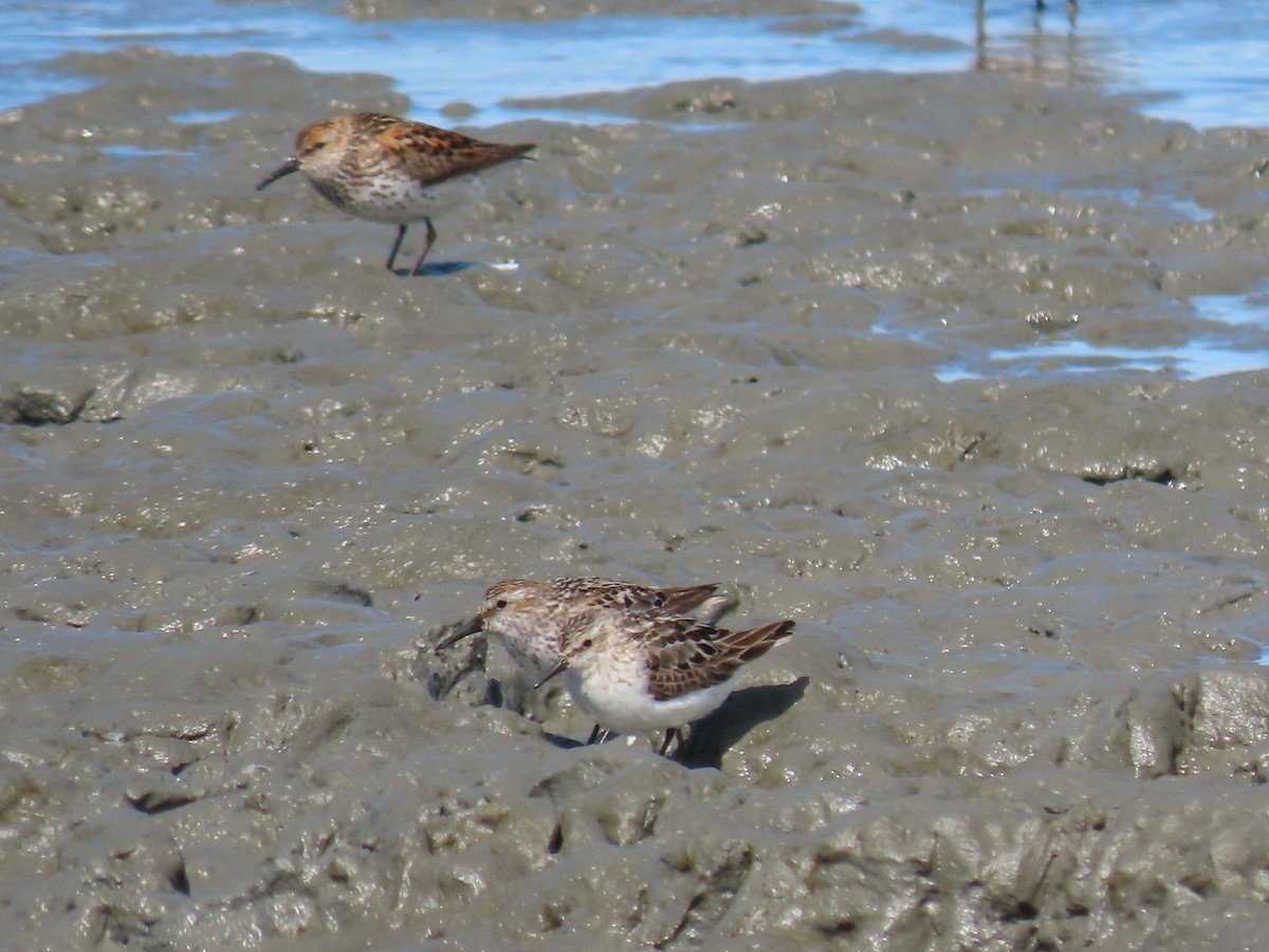 Semipalmated Sandpiper - Laura Burke