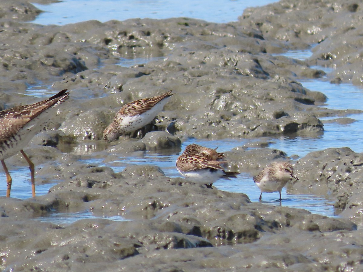 Semipalmated Sandpiper - Laura Burke