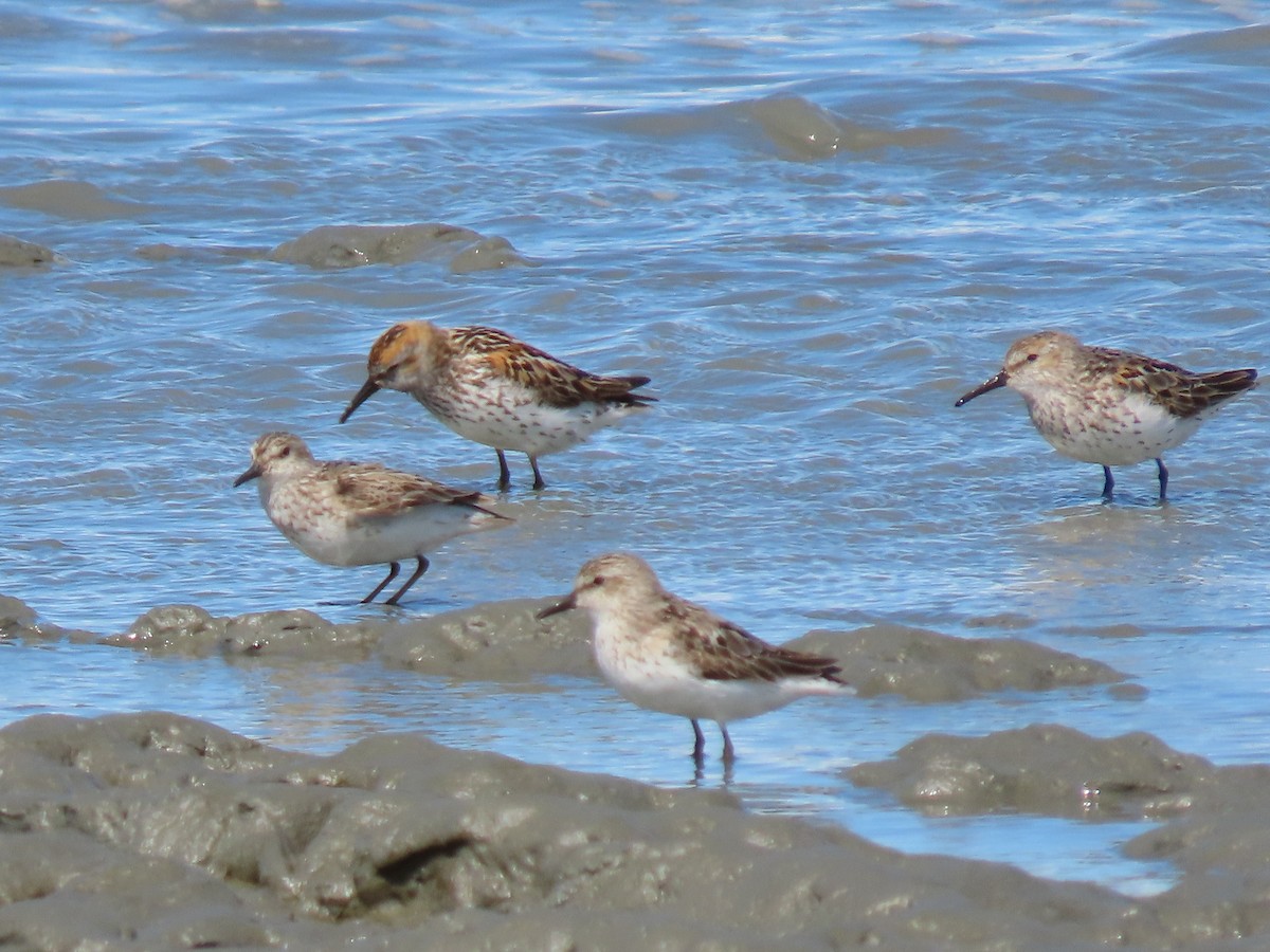 Semipalmated Sandpiper - Laura Burke