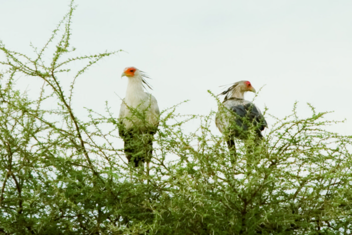 Secretarybird - ML352986621