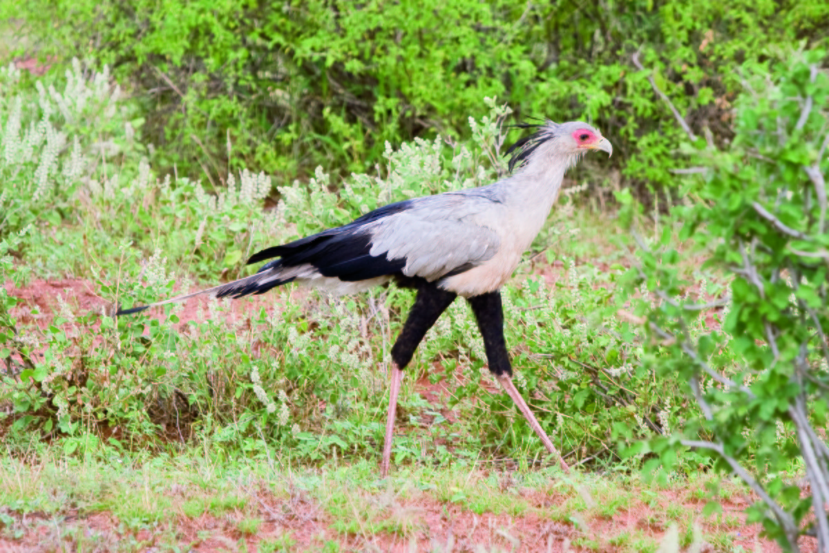 Secretarybird - ML352986641