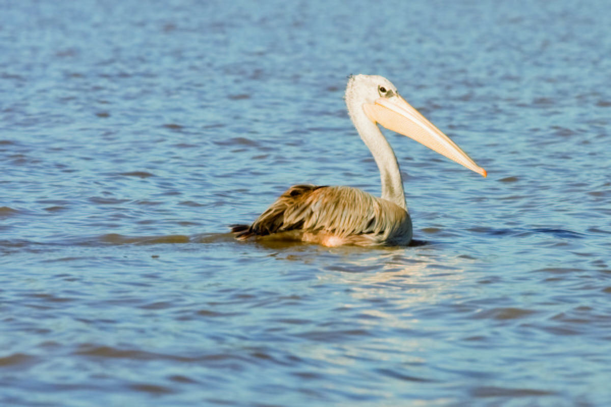 Pink-backed Pelican - ML352987311