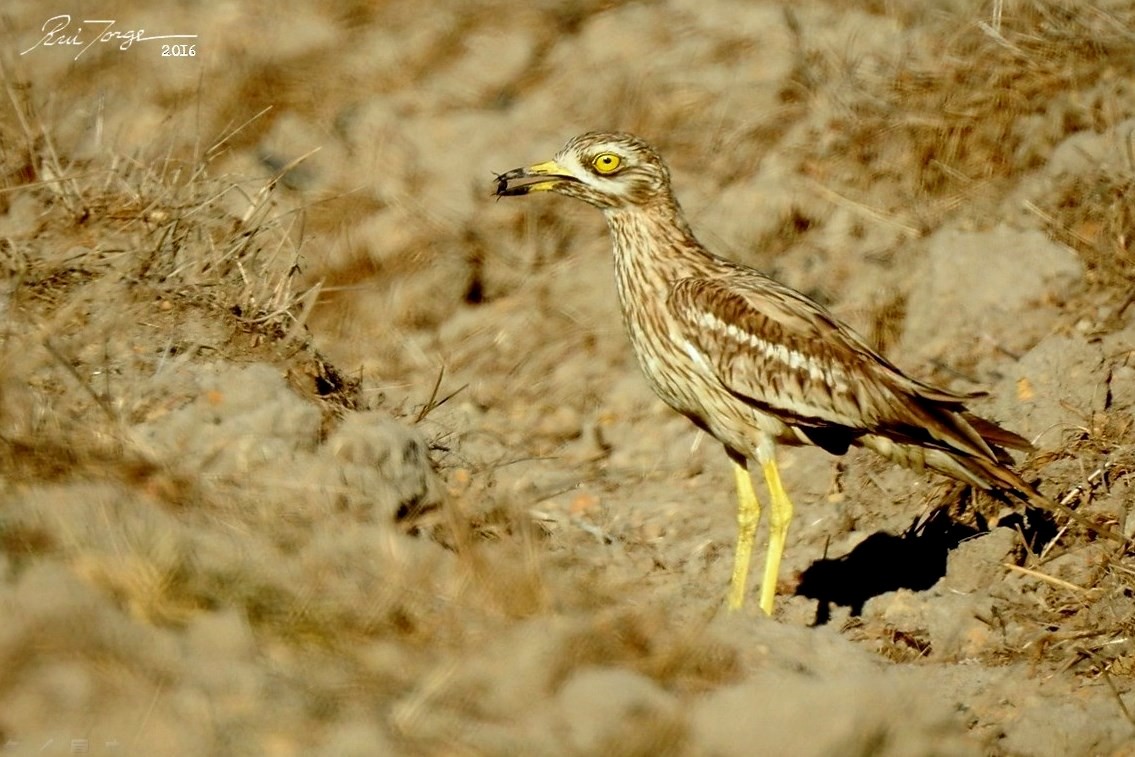 Eurasian Thick-knee - Rui Jorge