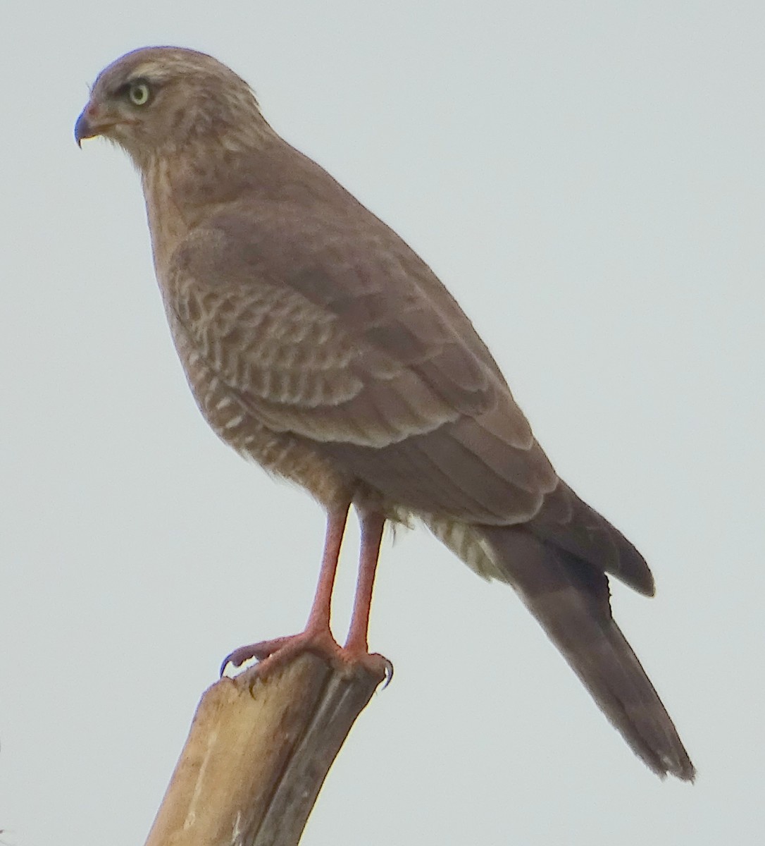 Eastern Chanting-Goshawk - ML352989061