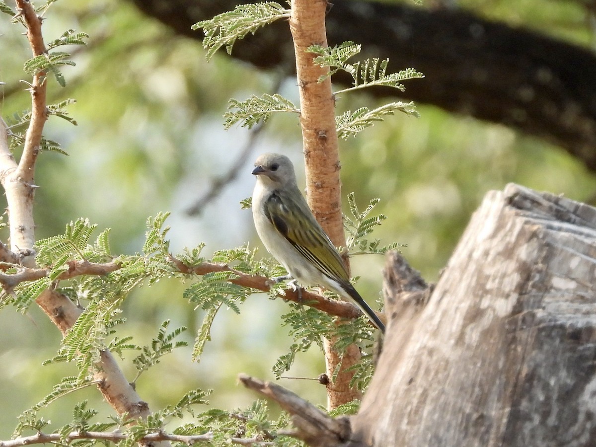 Lesser Honeyguide (Lesser) - ML352991271