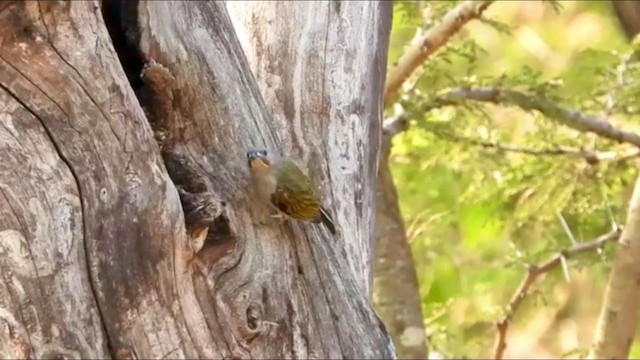 Lesser Honeyguide (Lesser) - ML352991321