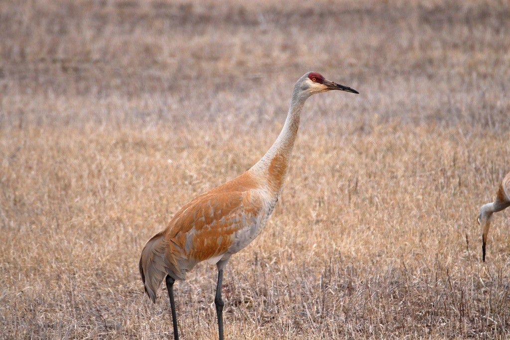 Sandhill Crane - ML352991371