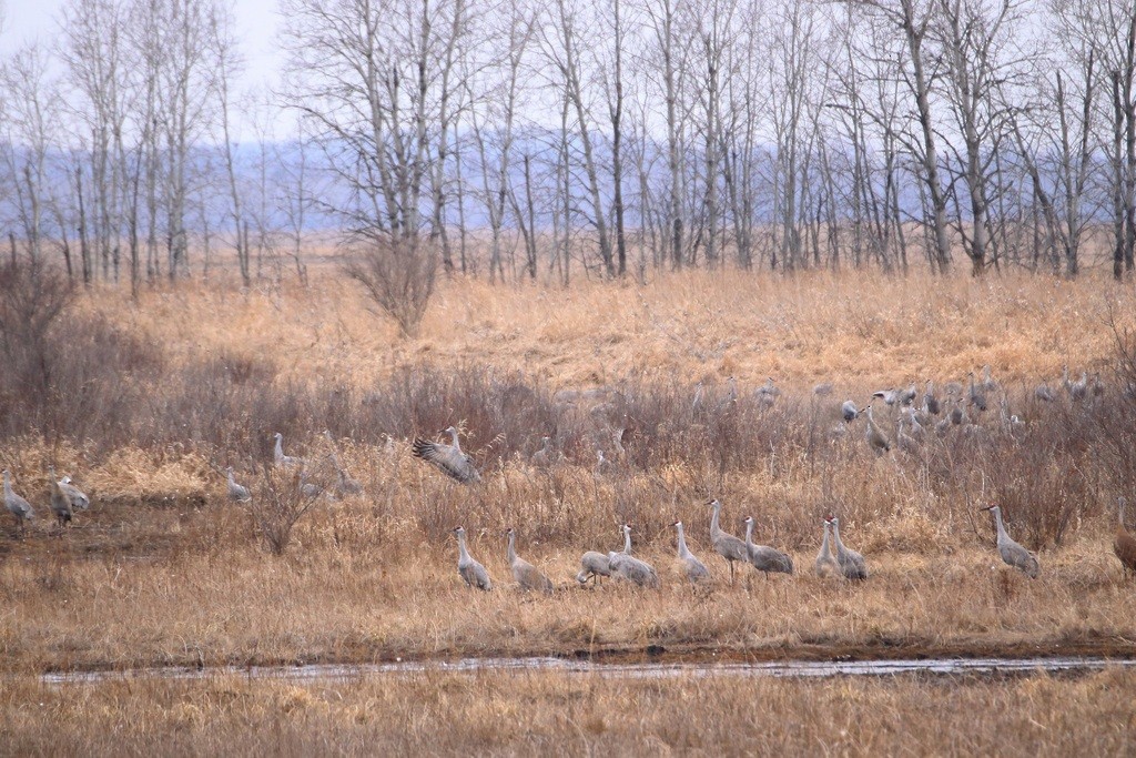 Sandhill Crane - ML352991381