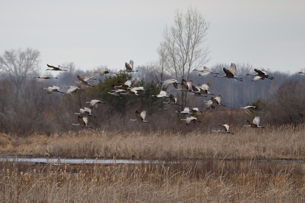 Sandhill Crane - ML352991401