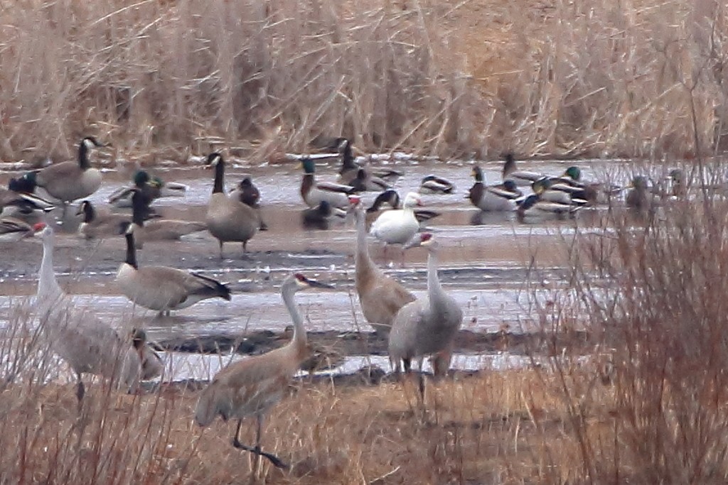 Snow Goose - ML352991411