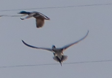 Northern Pintail - ML352991531