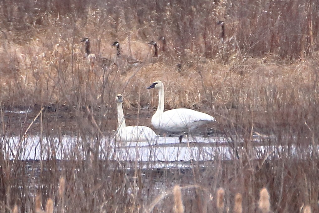 Trumpeter Swan - Daniel  Bellich