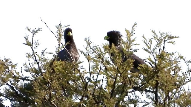 Turaco Gris Oriental - ML352991841