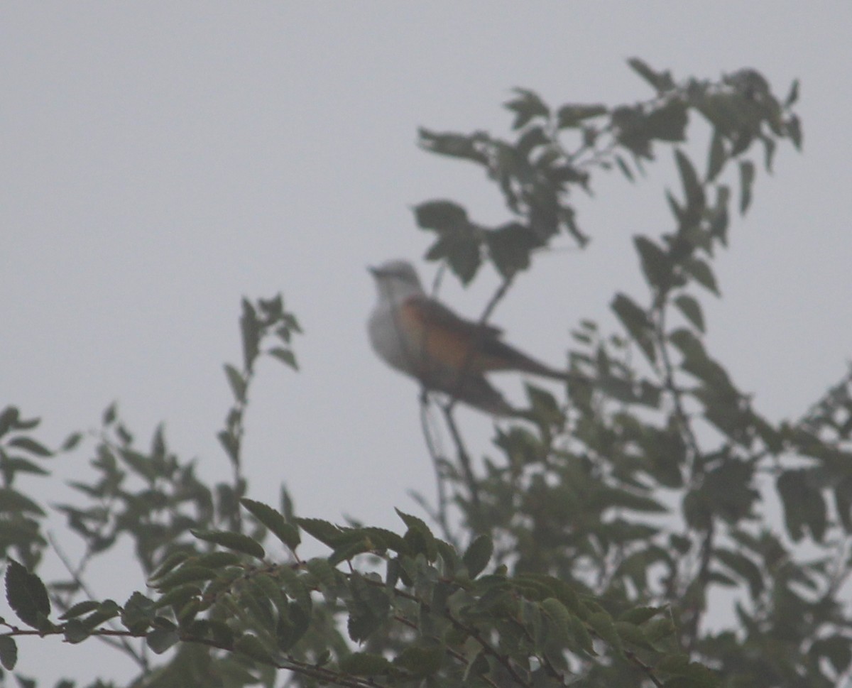 Scissor-tailed Flycatcher - ML35299411