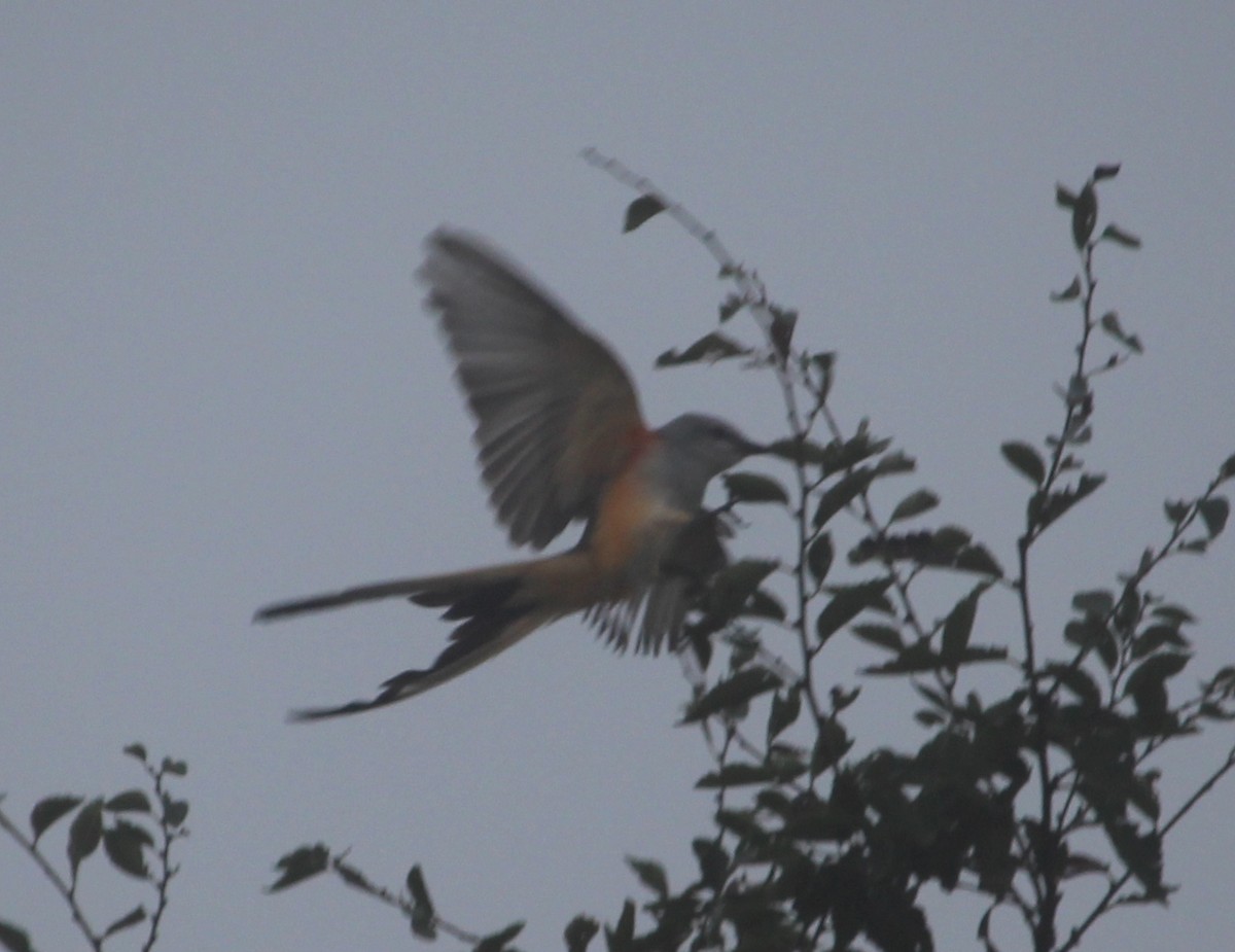 Scissor-tailed Flycatcher - ML35299481