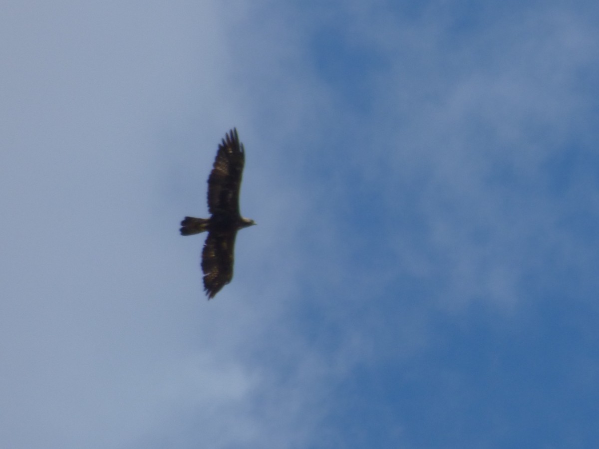 Golden Eagle - Guillermo González Medina