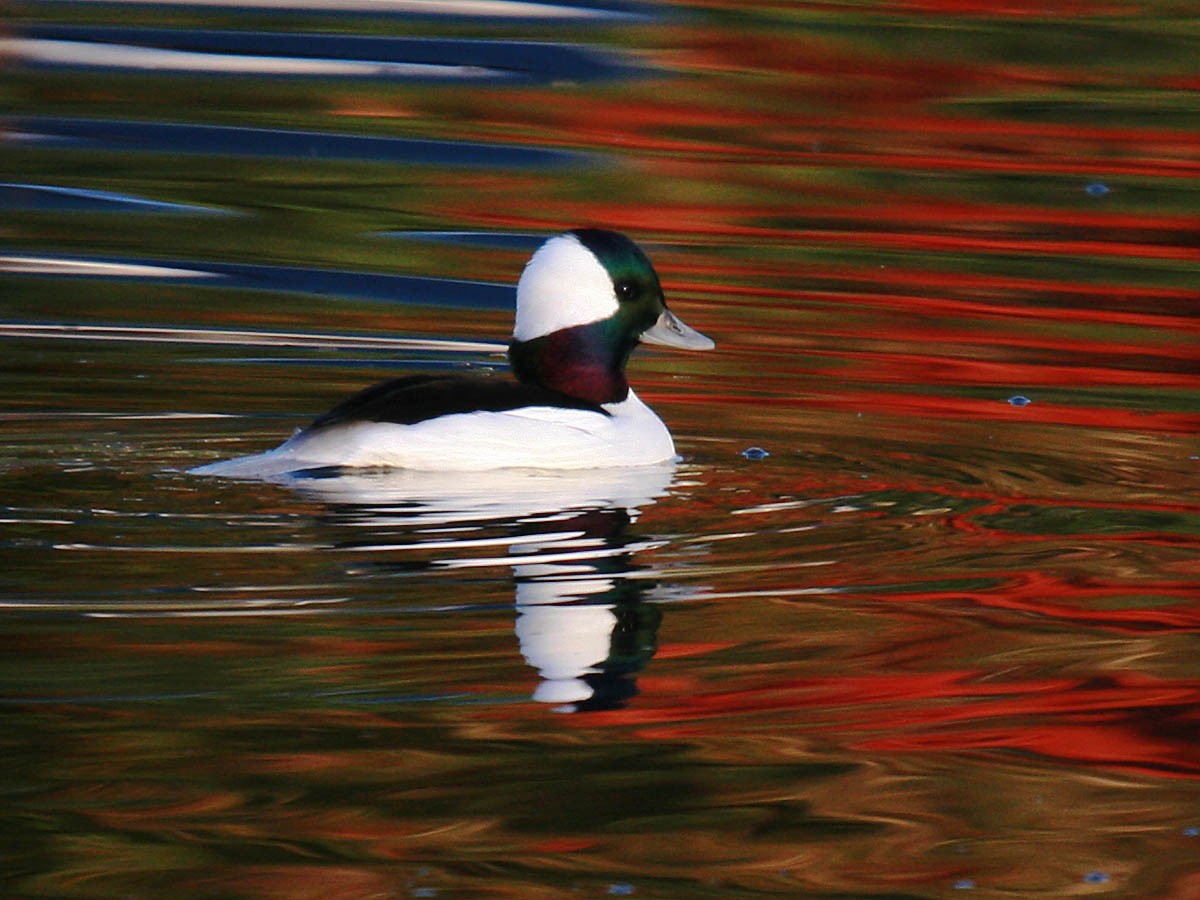 Bufflehead - ML35299591