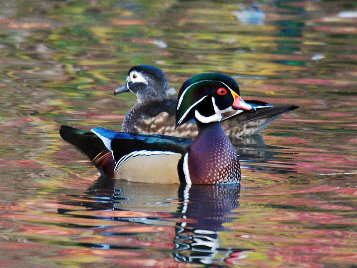 Wood Duck - Greg Gillson