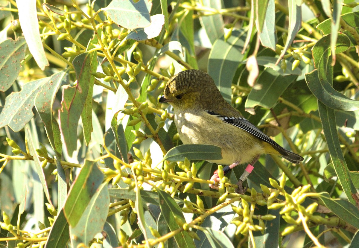 Forty-spotted Pardalote - ML352997731