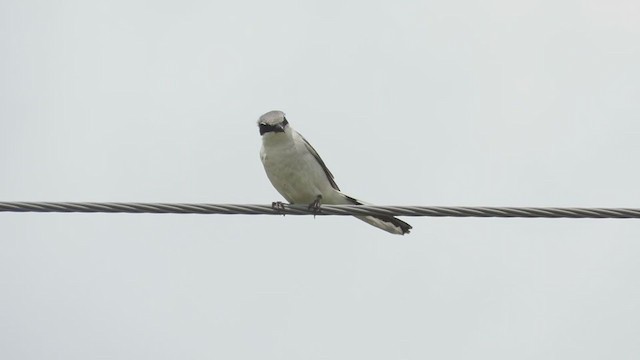 Loggerhead Shrike - ML352997781