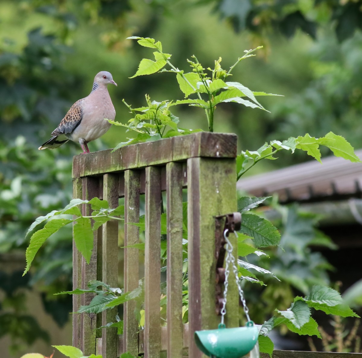 金背鳩 - ML352999311