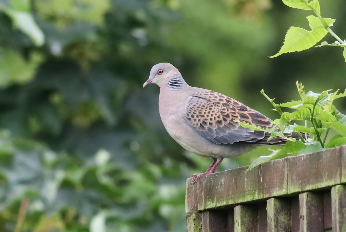 金背鳩 - ML352999481