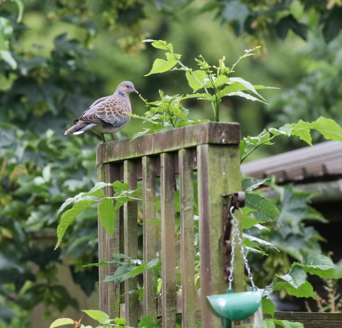 金背鳩 - ML352999621