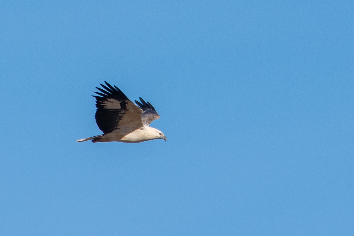 White-bellied Sea-Eagle - ML352999801