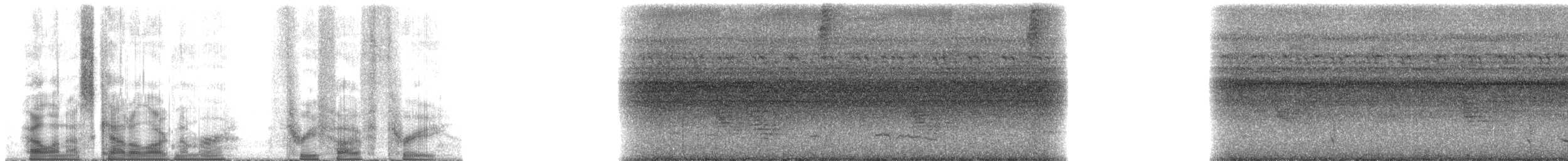 Temmincknachtschwalbe - ML353