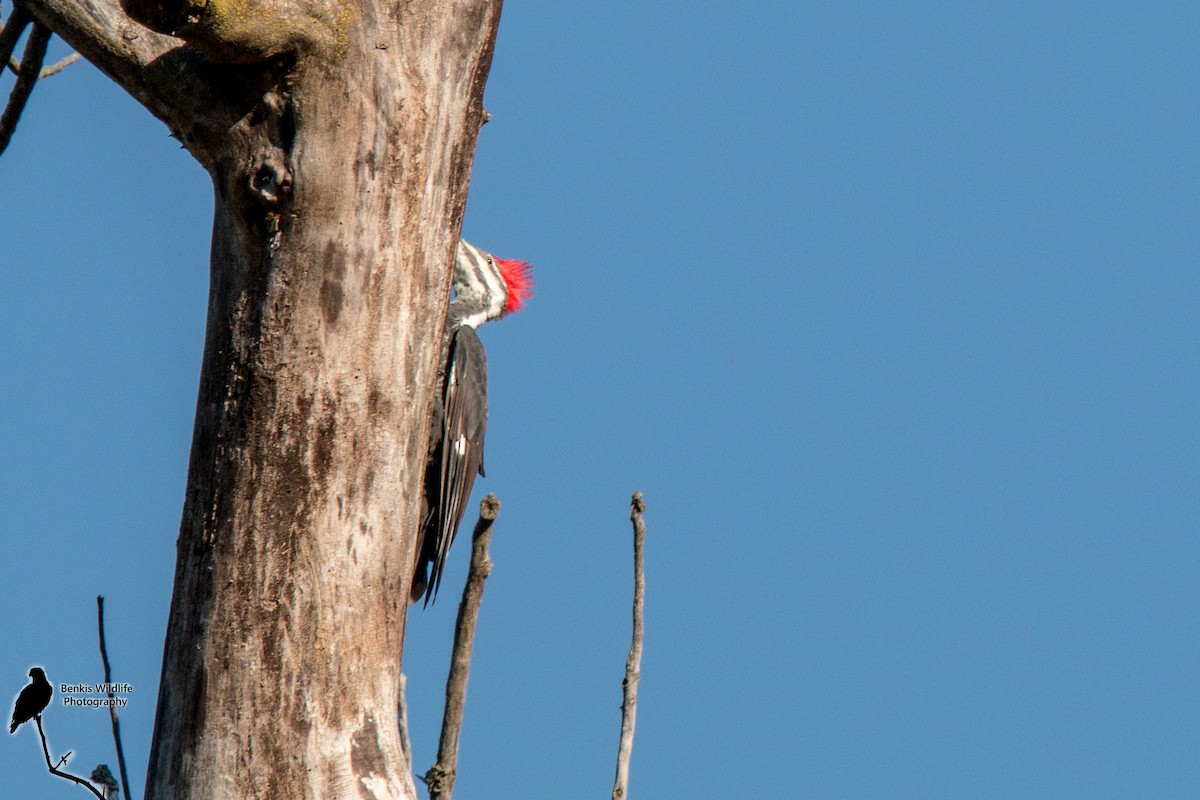 Pileated Woodpecker - ML35300031