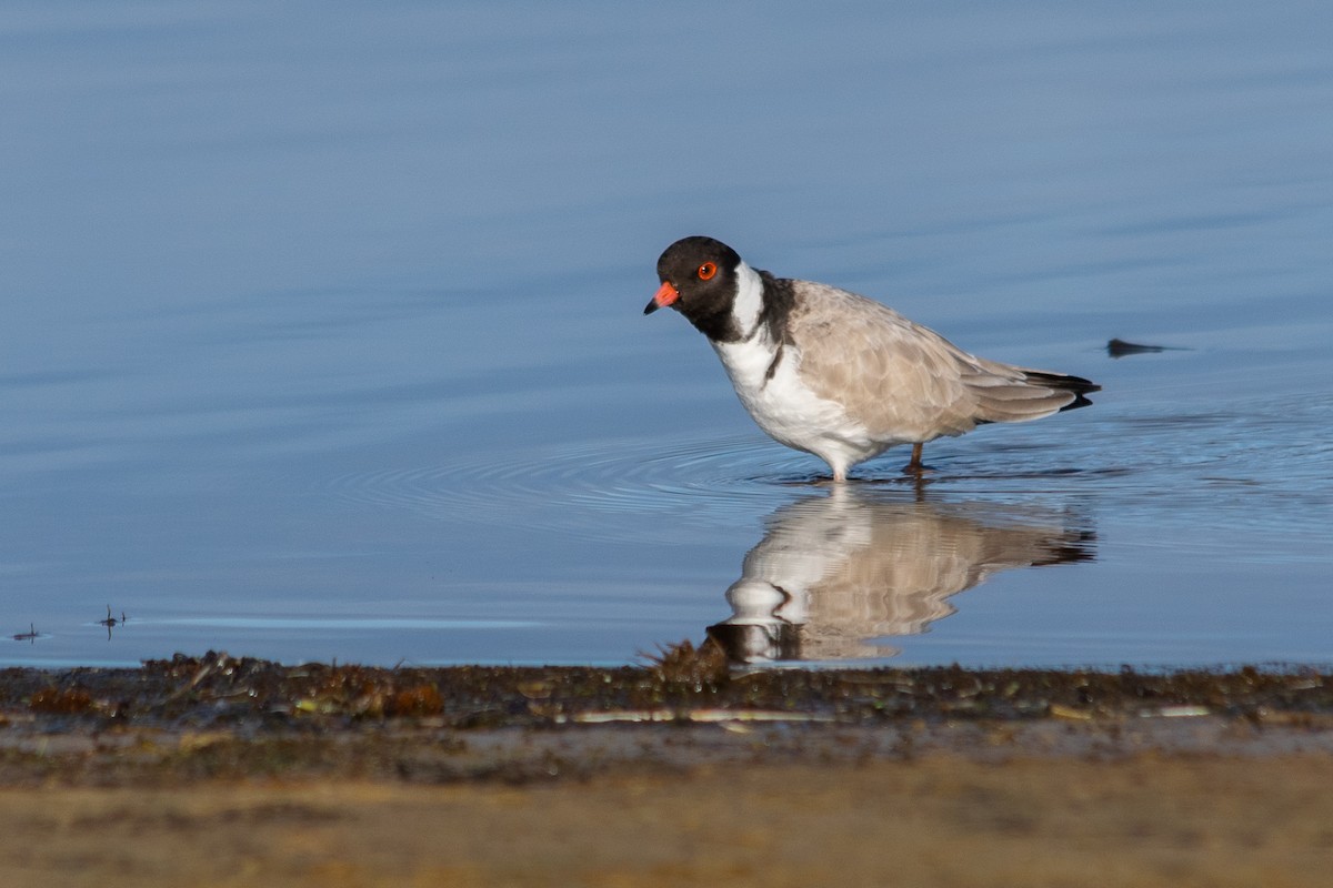 Hooded Plover - ML353001421