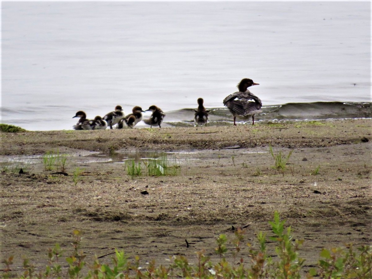 Common Merganser - ML353002961
