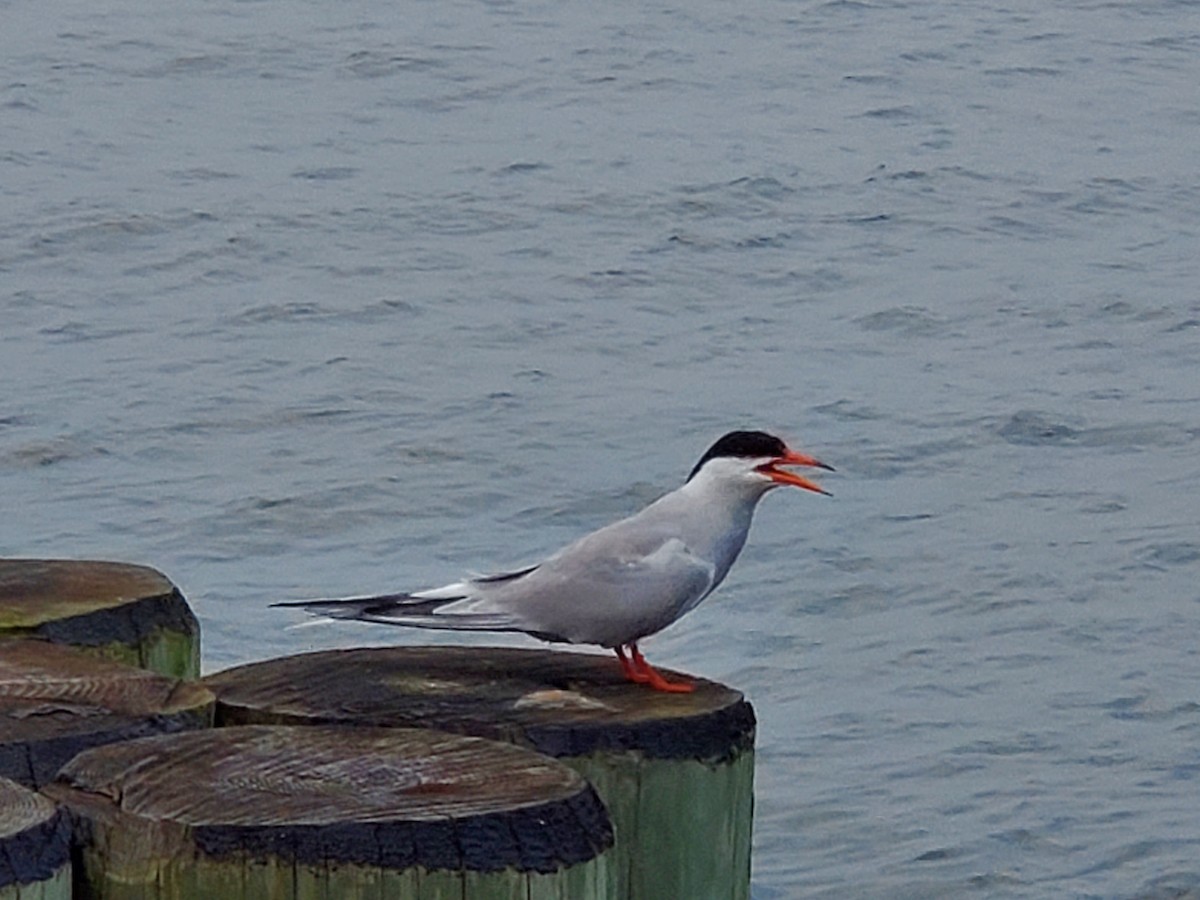 Common Tern - ML353003261