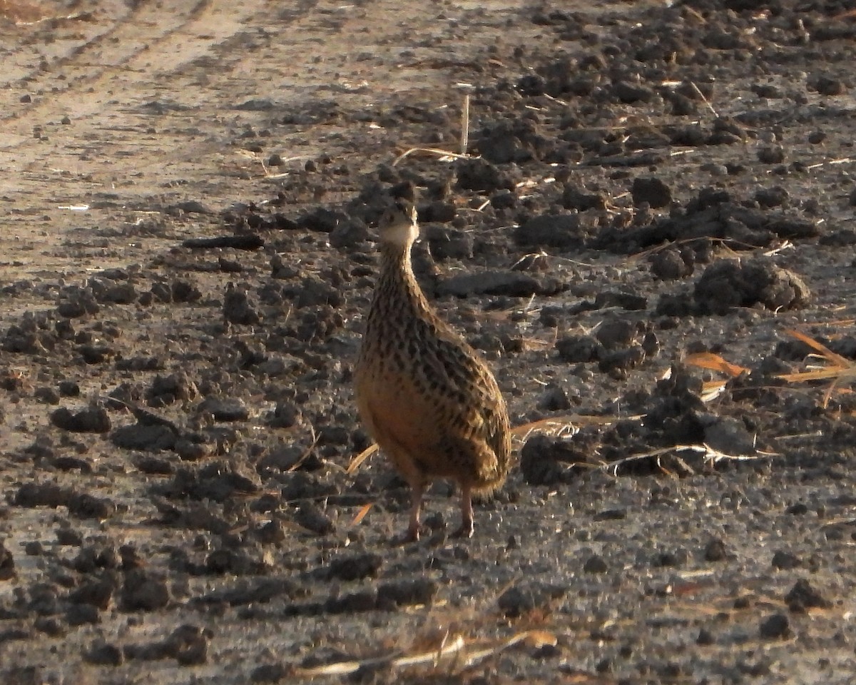 Spotted Nothura - ML353003431