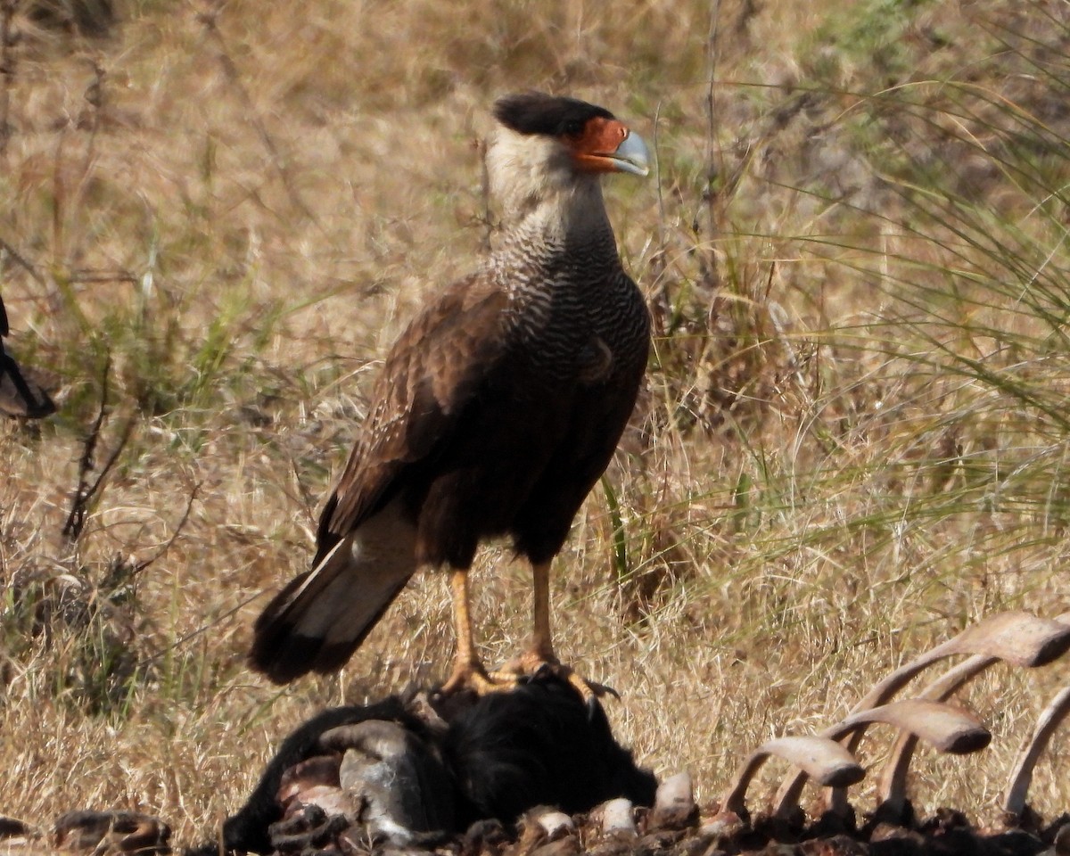 Crested Caracara (Southern) - ML353003491