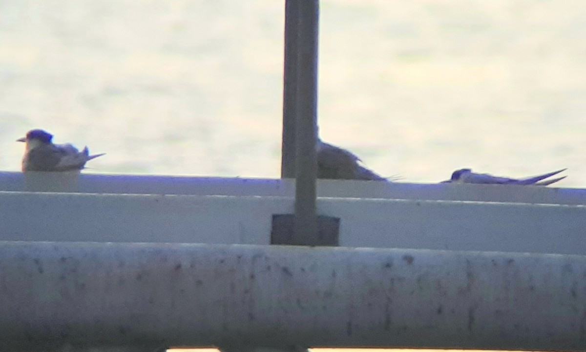 White-fronted Tern - ML353006291