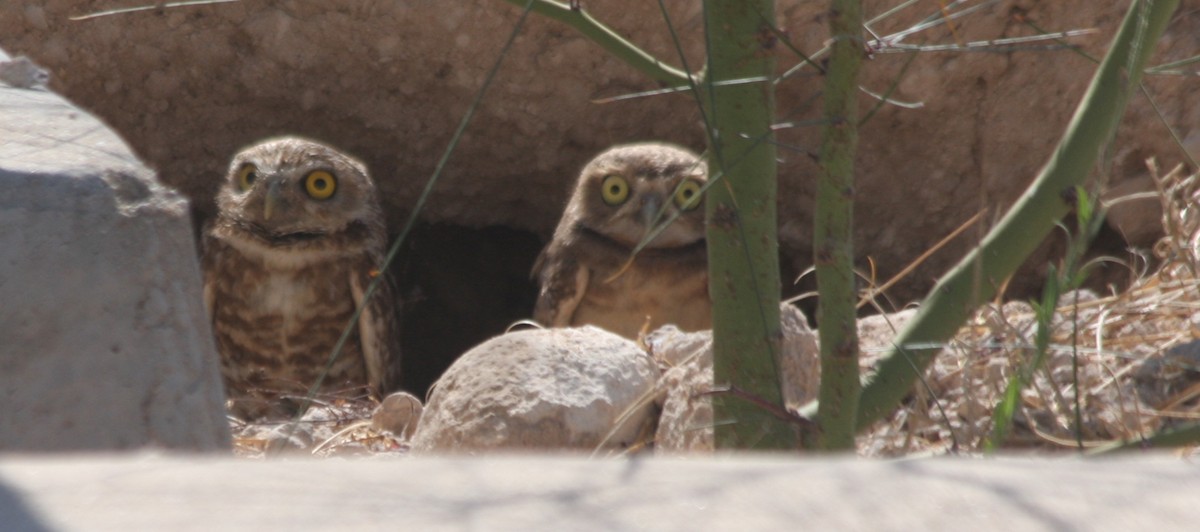 Burrowing Owl - Giles Daubeney