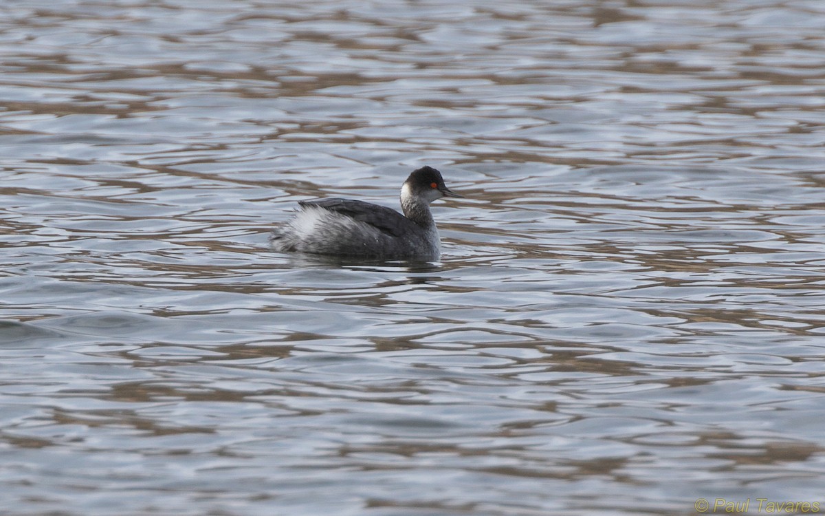 Eared Grebe - Paul Tavares