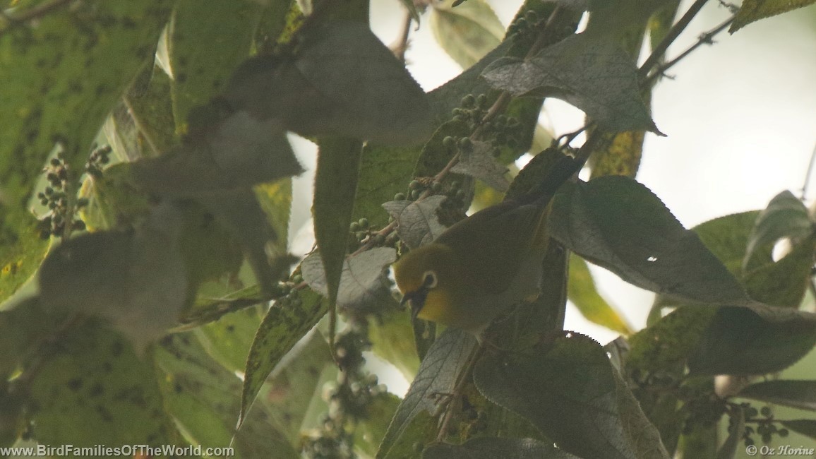 South Pare White-eye - ML353007161